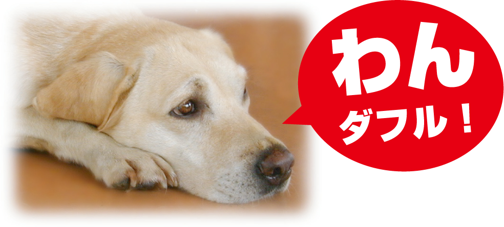 わんダフル!